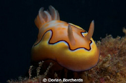 Chromodoris Coi.Taken with D70,60 mm micro lense and SB 1... by Dorian Borcherds 